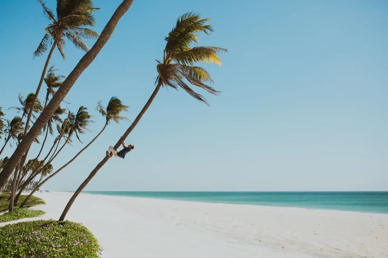 Palmbomen buigen over een rustige turquoise baai.